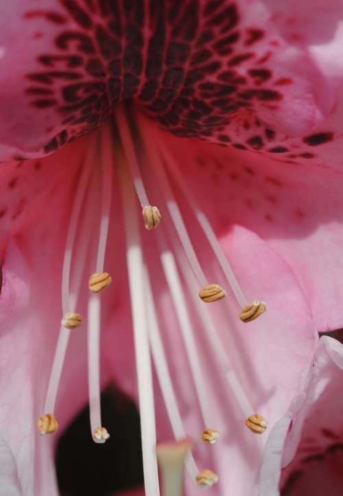 Rhododendron Flower Pink Stamens Macro