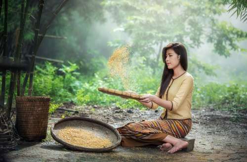 Rice Woman Harvest Sow Sieve Adult Asia Labor