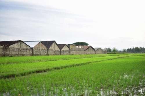 Rice Field Agriculture Rice Farm Asia Landscape