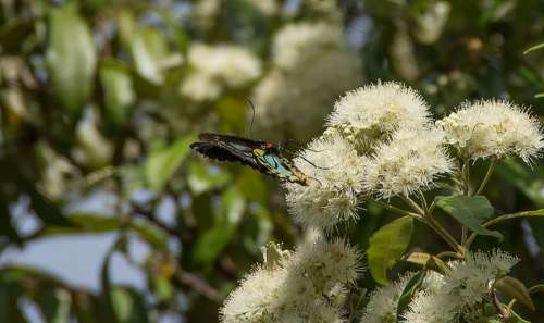 Richmond Birdwing Butterfly Butterfly Insect Wild