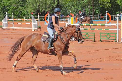 Ride Reiter Horses Equestrian Sport Human
