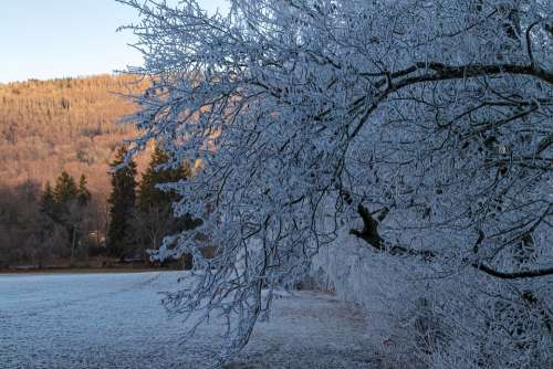 Ripe Cold Contrast Light Winter Frost Landscape