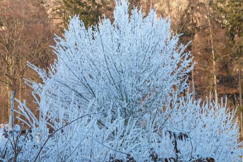 Ripe Tree Scrub Frost White Cold Icy Nature