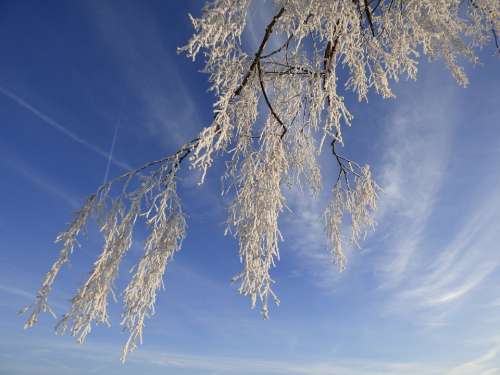 Ripe Frozen Branches Tree Blue Air Freeze Winter