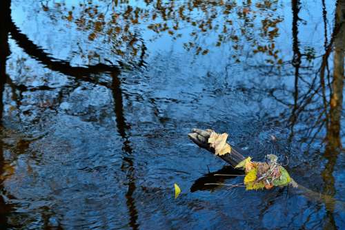 River Nature Trees Outdoors Waters Autumn Leaves