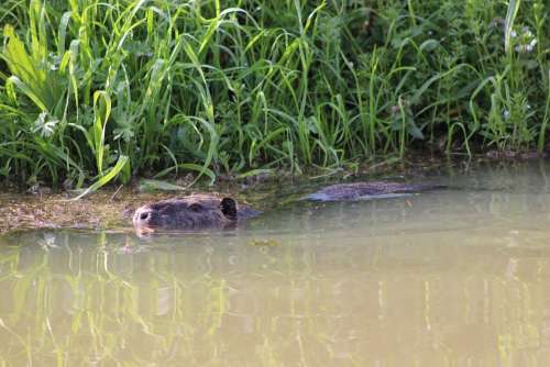 River Rat Coypu Animal Swamp Rodent Water Nature