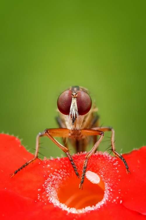 Robberfly Fly Insect Macro Animal Wildlife Colors