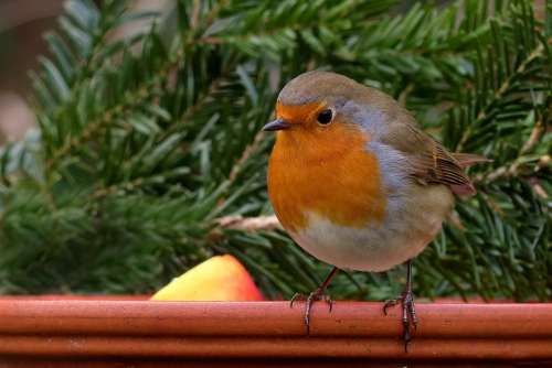 Robin Bird Songbird Garden Winter Food Bowl