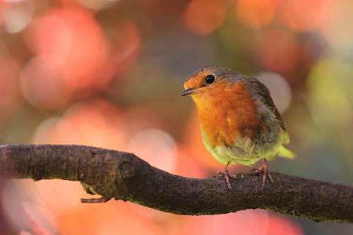 Robin Bird On Branch In The Garden