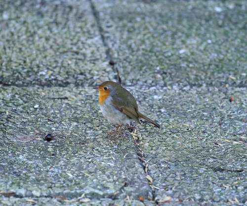 Robins Bird Small Birds Feeding Place