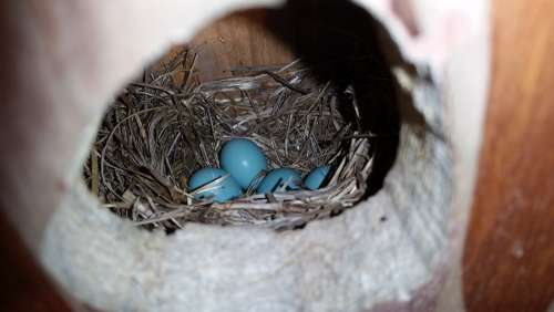 Robins Egg Blue Eggs Nest Robin Blue Eggs Spring