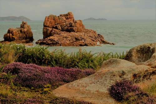 Rock Sea Ocean Flower Side Granite Travel Nature