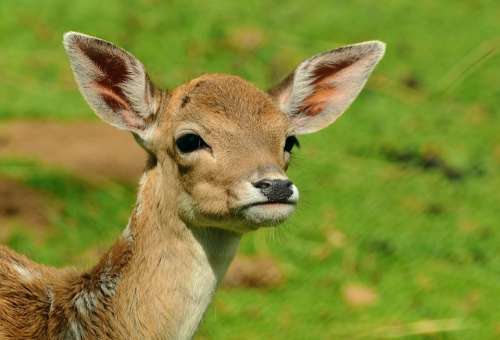 Roe Deer Fawn Kitz Young Deer Wild Bambi