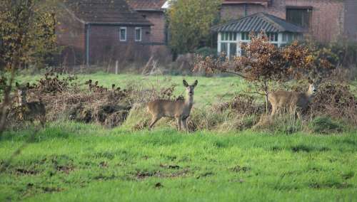 Roe Deer Attention Meadow Nature Wild Scheu