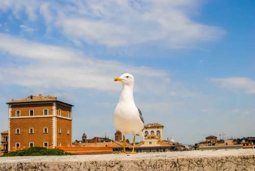 Rome Bird Italy Nature Seagull Wings Architecture
