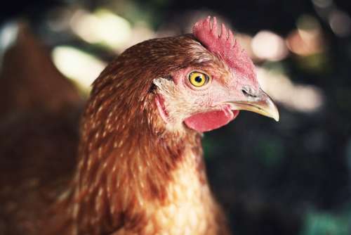 Rooster Bird Chicken Head Farm Animal Beak Wattle