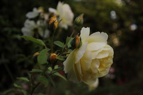 Rosa Pink Rose Bush