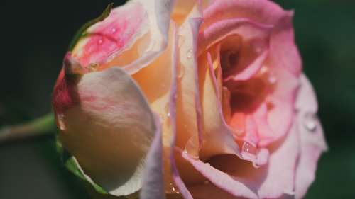 Rosa Flower Romance Petal Floral Beauty Romantica