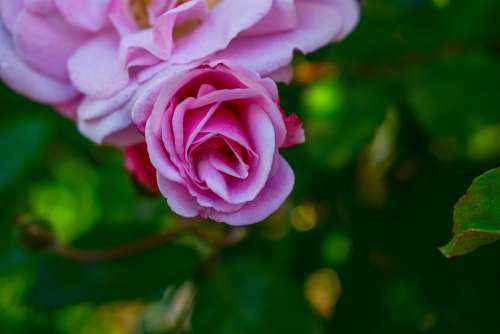Rosa Flower Roses Romance Nature