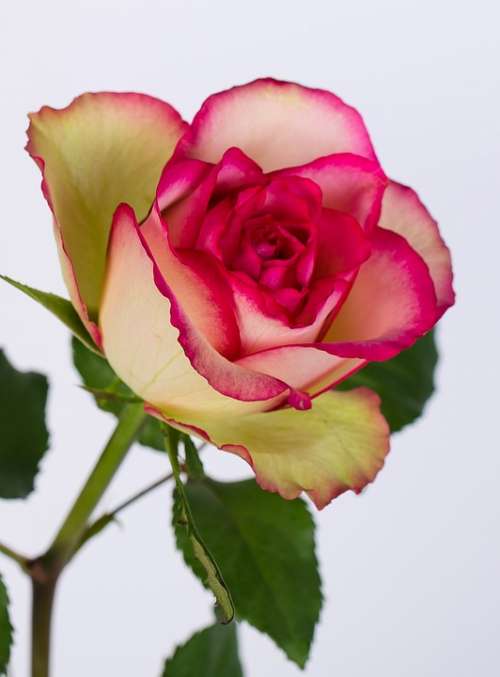 Rosa Love Flower Romance Garden Petals