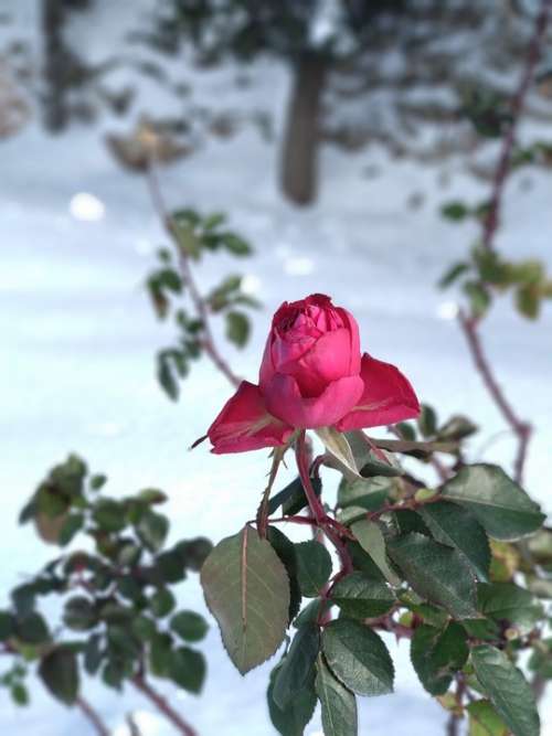Rosa Snow Nature Flower Love Cold Christmas