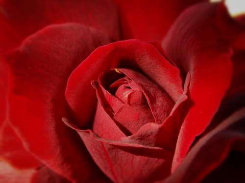 Rosa Roses Petal Petals Center Focus Macro Red