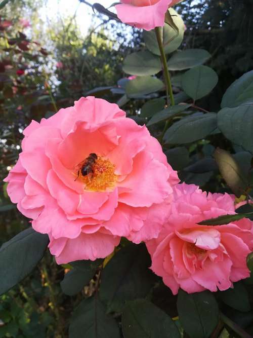 Rosa Flowers Nature Insect