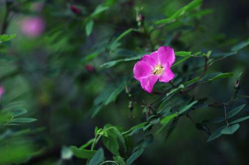 Rosaceae Rosa Roses Pink Nature Plant Flower