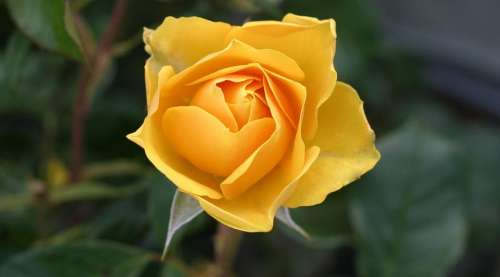 Rose Flower Yellow Yellow Rose Blossom