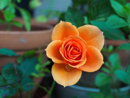 Rose Plant Flower Orange