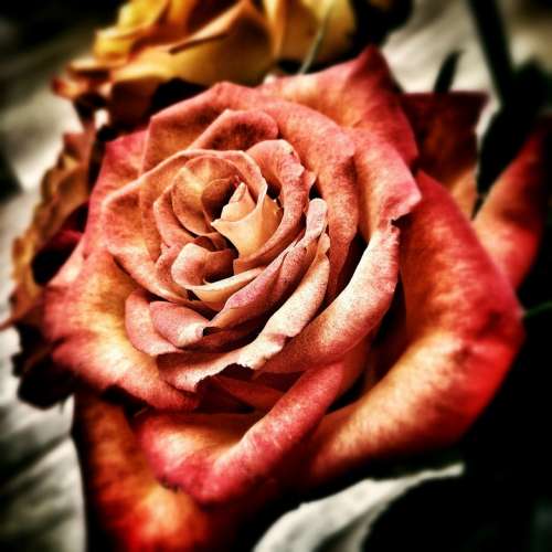 Rose Flower Love Feelings Affection Romantic Red