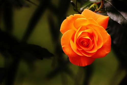 Rose Orange Blossom Bloom Flower Orange Roses