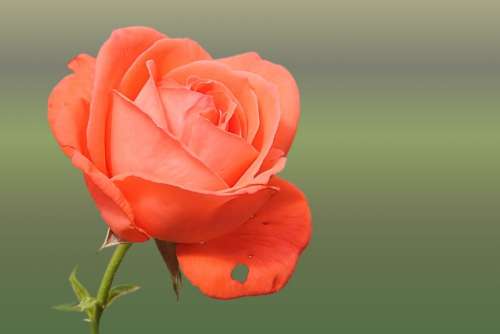 Rose Red Blossom Bloom Bloom Love