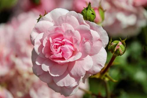 Rose Flower Blossom Bloom Bloom Pink Summer