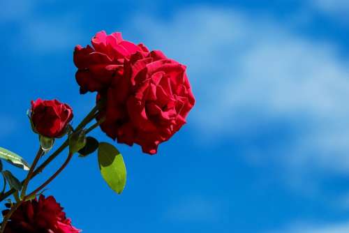 Rose Flower Blossom Bloom Bloom Red Sky