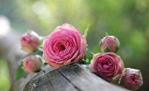 Rose Bush Röschen Pink Rose Bush Florets Pink