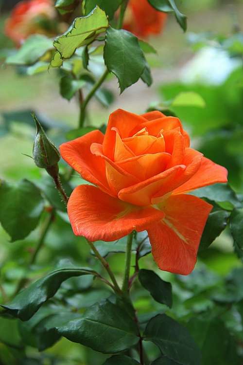 Rose Orange Flower Blossom Plant Nature