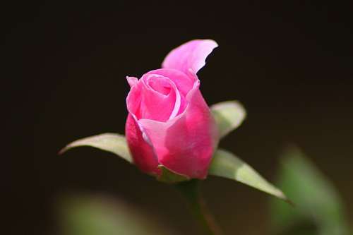 Rose Flower Floral Plant Natural Blossom Bloom