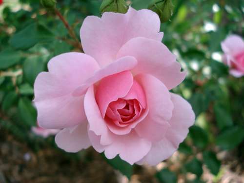 Rose Rosaceae Flower Pink Garden Blooming Flora