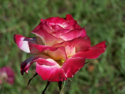 Rose Petal Flower Macro Nature Pink Bloom Beauty