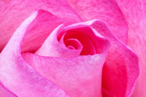 Rose Pink Roses Flora Plant Tender Red White