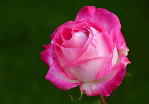 Rose Pink Pink Rose Rose Bloom Blossom Bloom