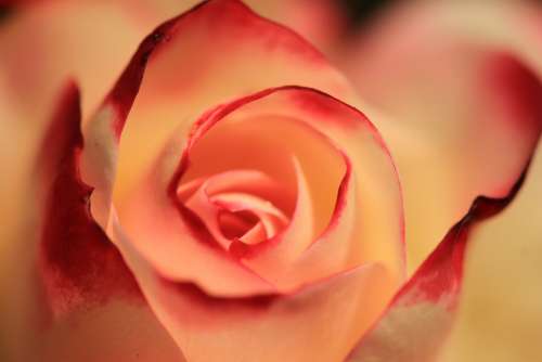 Rose Orange Rose Blossom Bloom Flower Nature