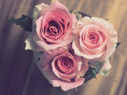 Rose Flower Petal Love Bouquet Romance Romantic
