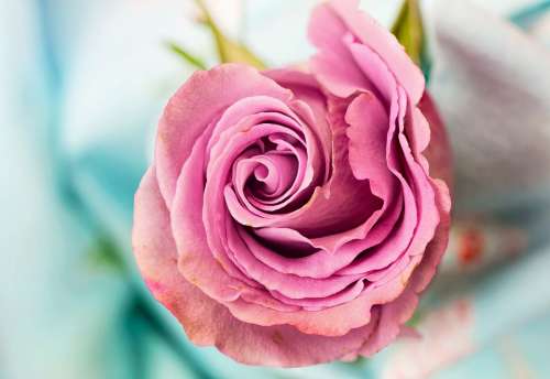 Rose Flower Petal Love Floral Macro Pink