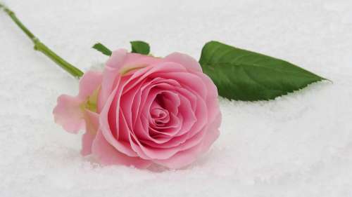 Rose Winter Rose Blossom Bloom Flower Floral