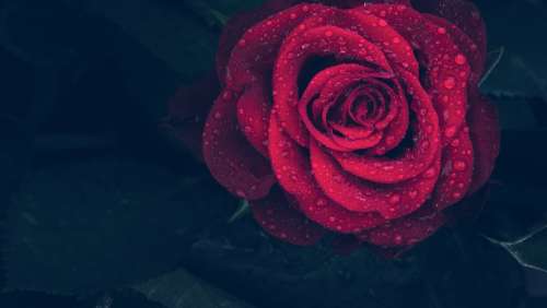 Rose Red Drops Rain Macro Nature Red Rose Flower