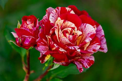 Rose Brocéliande Blossom Bloom Red Yellow Pink