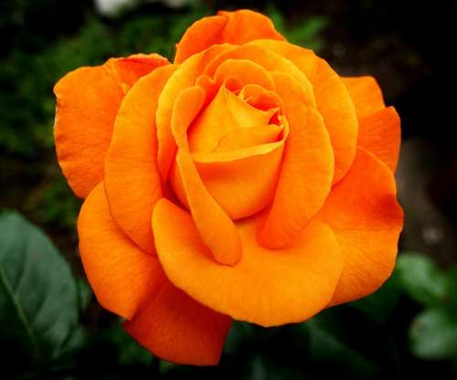 Rose Flower Bloom Nature Orange Colorful Petals