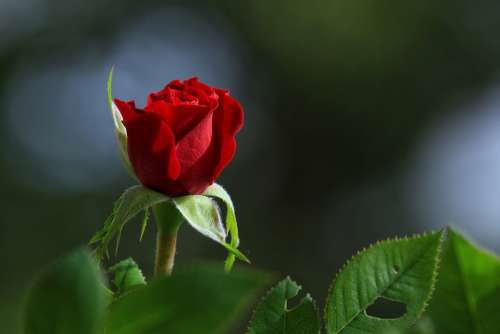 Rose Flower Blossom Plant Floral Colorful Flora